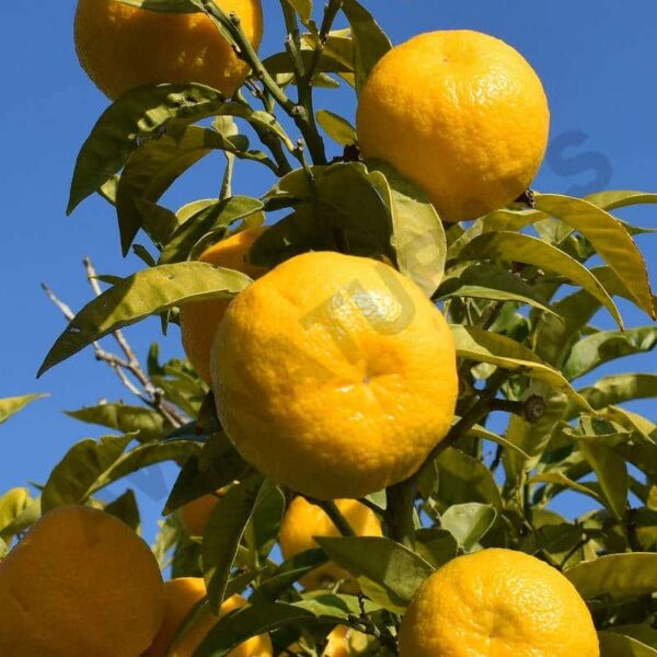 Bitter orange essential oil