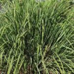 Citronella Essential Oil