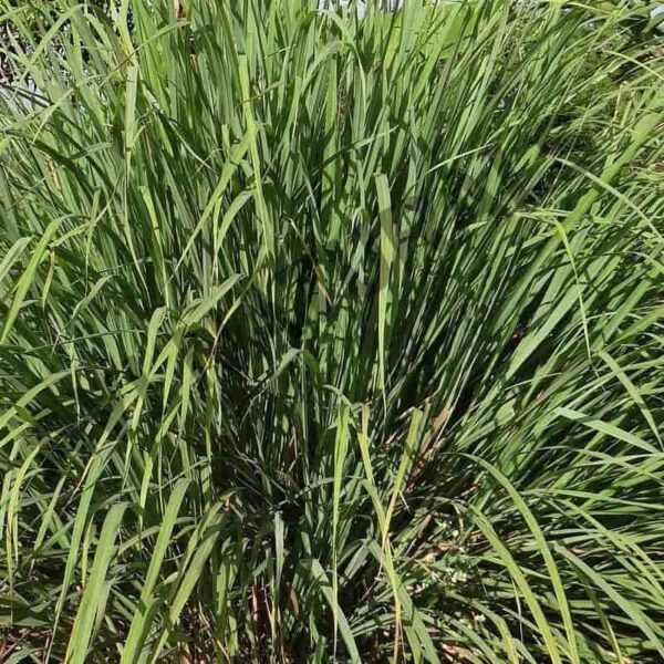 Citronella essential oil