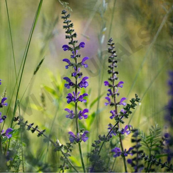 Clary sage oil