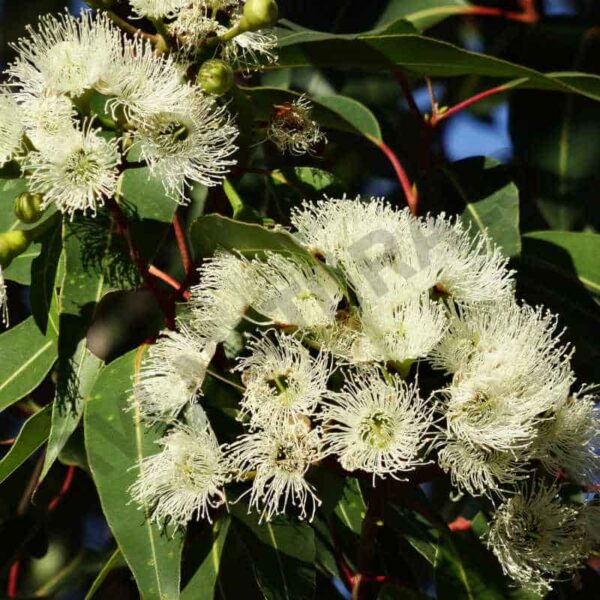 Eucalyptus essential oil