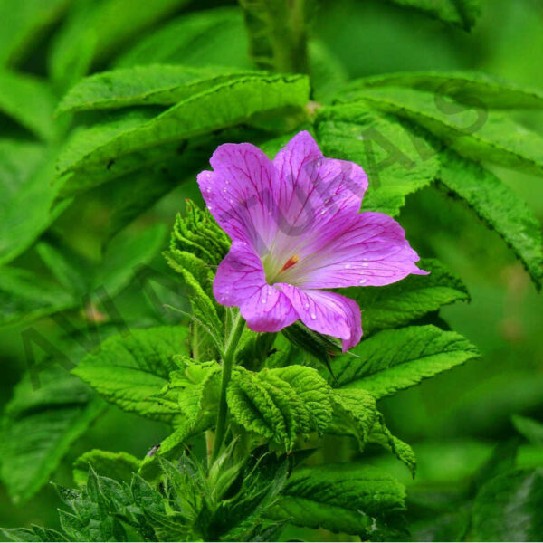 Geranium oil
