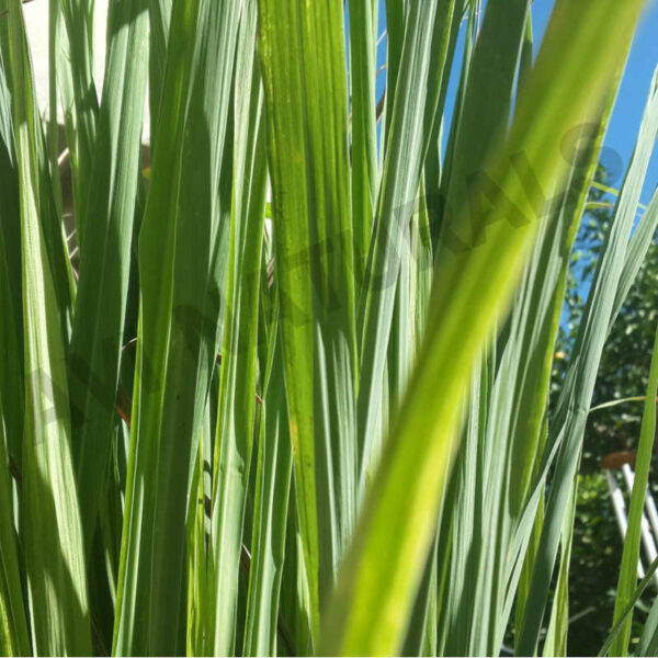 Lemongrass oil