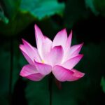 Pink lotus attar