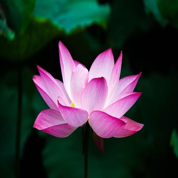Pink lotus attar
