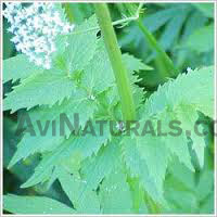 Velarian Root Oil suppliers