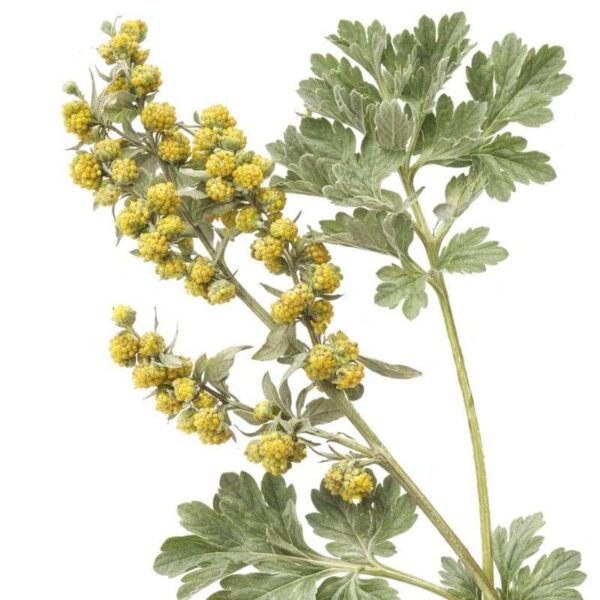 Buy armoise essential oil