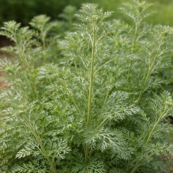 Buy davana essential oil