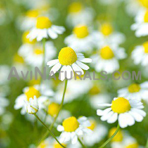 chamomile german oil Suppliers