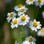 Chamomile roman essential oil