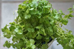 Coriander essential oil