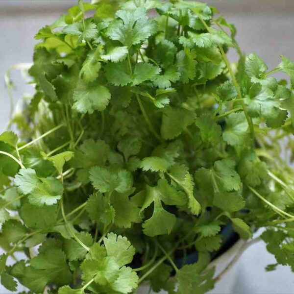 Coriander essential oil