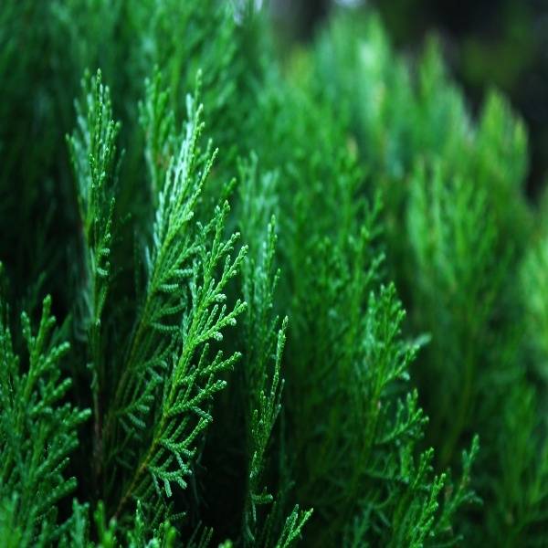 Cypress essential oil