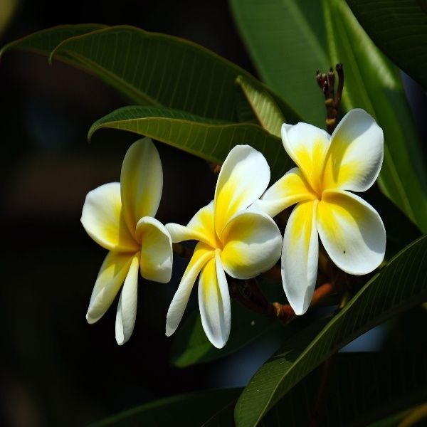 Frangipani attar