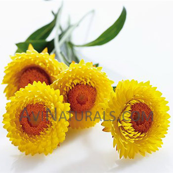 helichrysum oil Suppliers