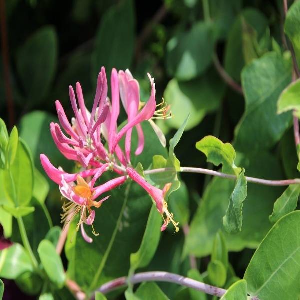 Honeysuckle attar