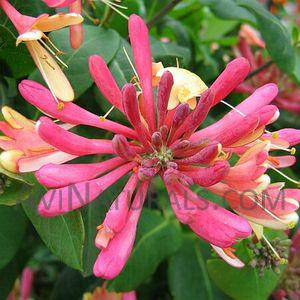 honeysuckle oil Suppliers