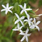 Jasmine grandiflorum oil plant