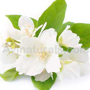 Jasmine Oil Suppliers