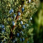 Juniper berry essential oil