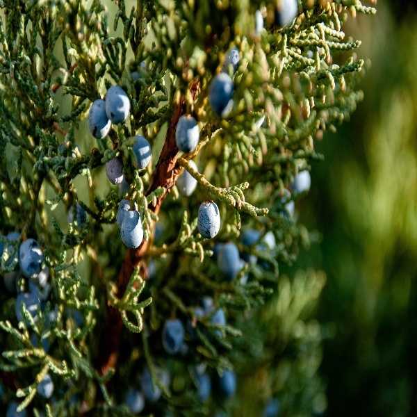 Juniper berry essential oil