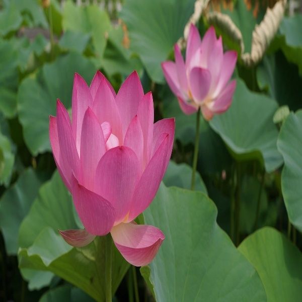 Lotus attar