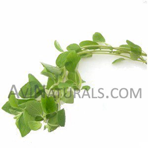 marjoram oil Suppliers