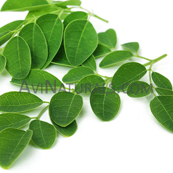 moringa oil Suppliers