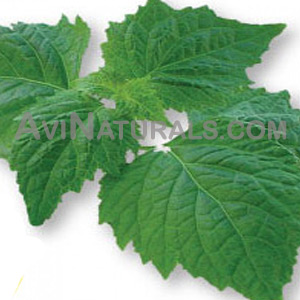 patchouli oil Suppliers