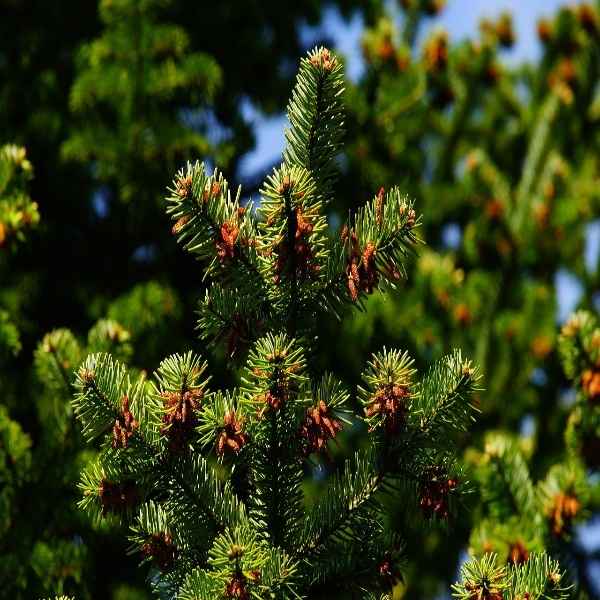 Pine needle oil