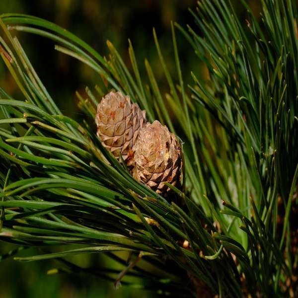 Pine oil