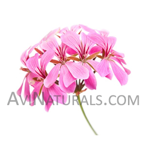 rose geranium oil Suppliers