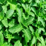 Spearmint oil
