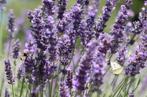 Spike lavender essential oil