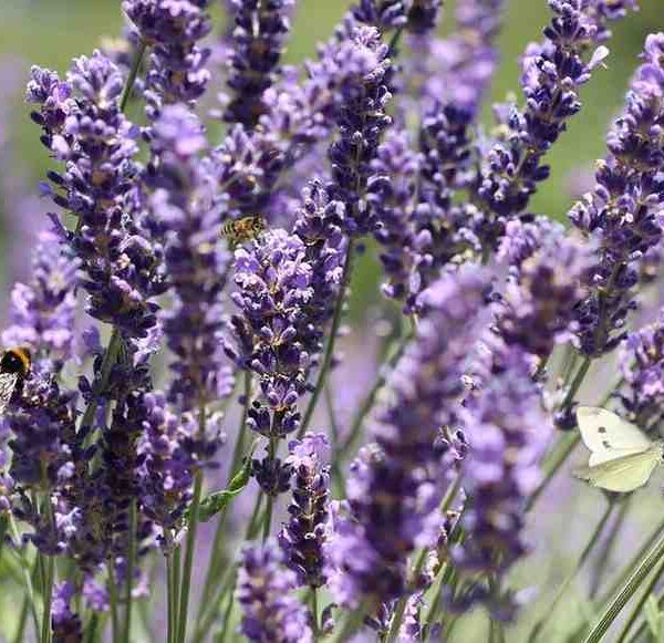 Spike lavender essential oil