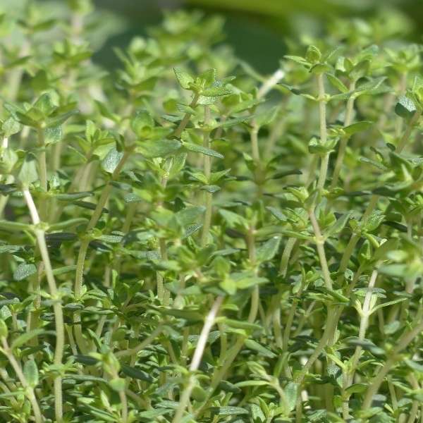 Thyme oil