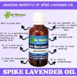 Uses and benefits of spike lavender oil