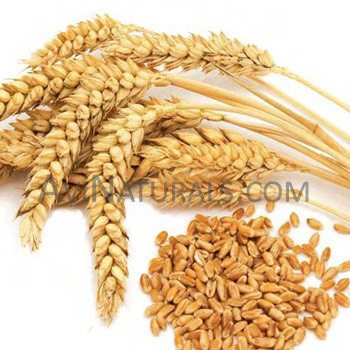 wheat germ oil Suppliers