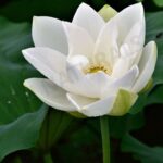 White lotus attar