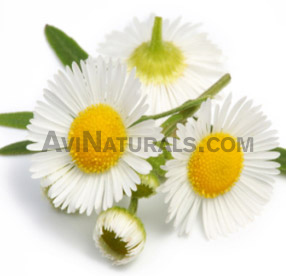 chamomile oil roman suppliers