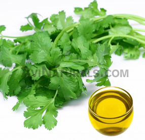 coriander oil suppliers