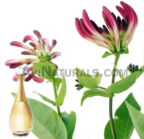 honeysuckle attar suppliers