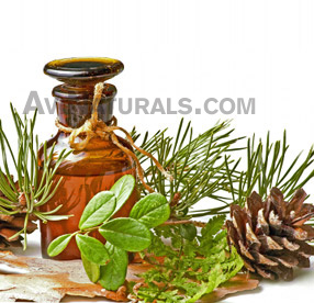 pine needle oil suppliers
