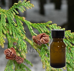 thuja oil suppliers