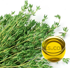 thyme oil suppliers
