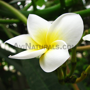 frangipani attar suppliers