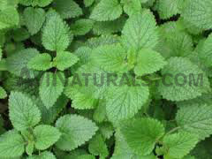 mentha crude oil suppliers