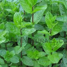 mentha piperata oil suppliers