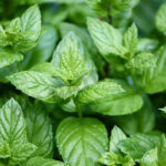 Peppermint Oil