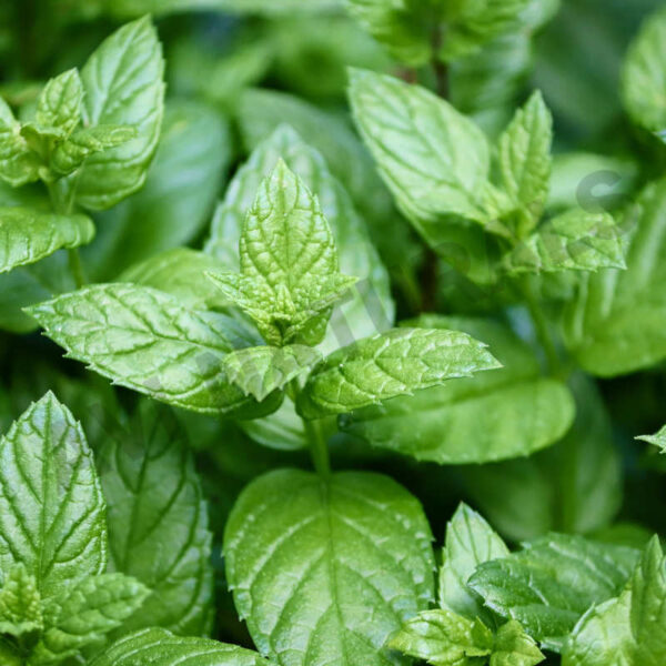 Peppermint Oil Wholesale Supplier and Manufacturer in India